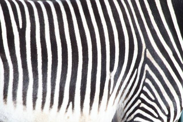 Zebra von der rechten Seite