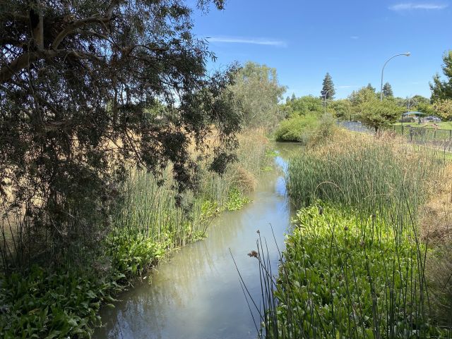 A small, calm waterway surrounded by lush greenery, including tall grasses and shrubs, under a clear blue sky. The area features some trees on the left and a paved path with streetlights visible in the background.