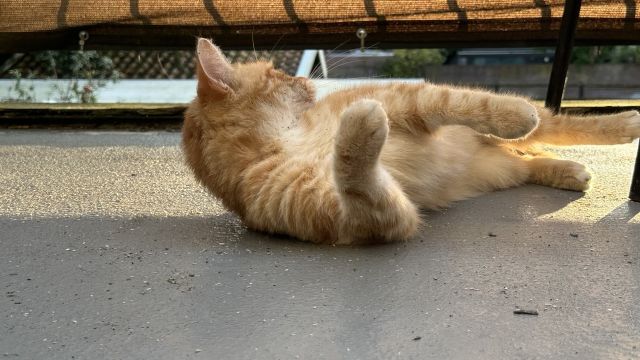 Washy rolling in catnip on the balcony 