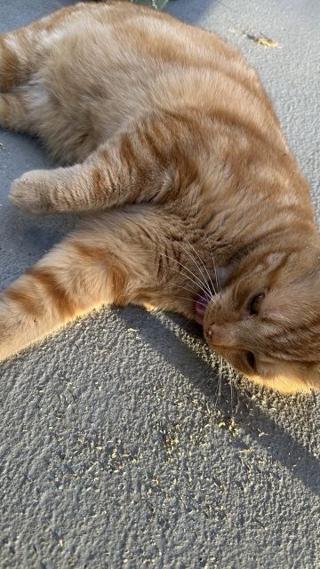 Catnip George having a blast!