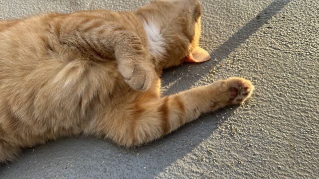 George rolling on the balcony in catnip 
