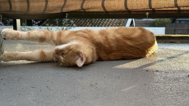 Washy stretching out in catnip on the balcony 