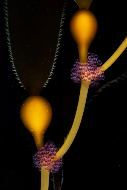  Inspired by the stories told by his grandfather, a retired marine biologist, and by a photograph of a larval cusk eel, Ono acquired a compact underwater camera and decided to take up underwater photography. After university, he moved to the coast near the Monterey Bay National Marine Sanctuary in California to pursue his interest. The submerged world of the bay’s forests of giant kelp – the biggest of all seaweeds – and the diversity of life they contain have mostly captured his imagination