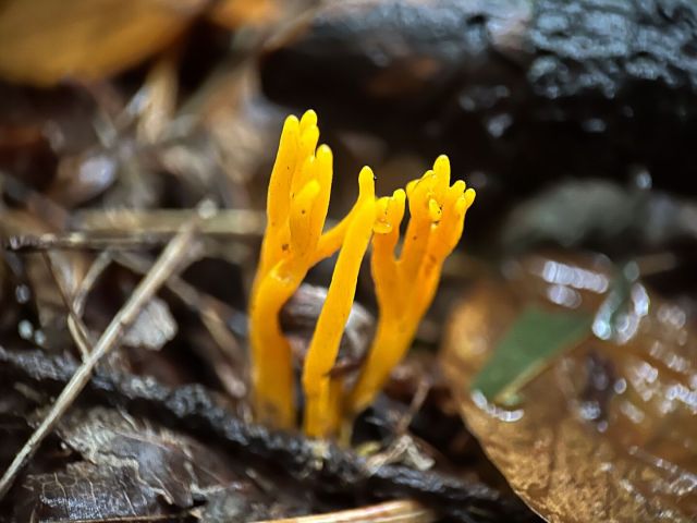 Yellow coral shaped mushrooms in the forest environment.