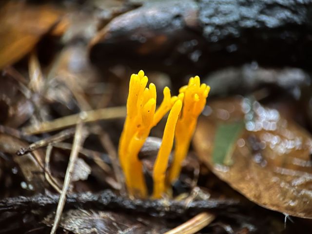 Yellow coral shaped mushrooms in the forest environment.
