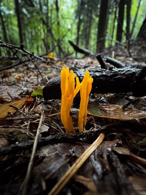 Yellow coral shaped mushrooms in the forest environment.