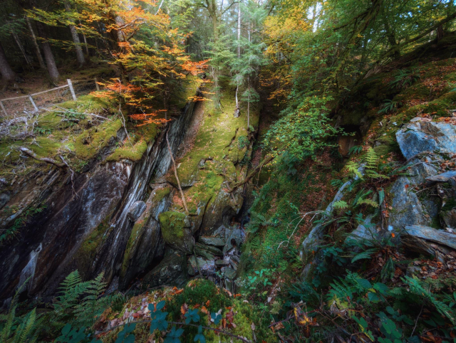 This image showcases the Abhainn Teithil gorge in Sutherland's Grove forest, Argyll & Bute, Scotland. The scene is a tapestry of autumnal colours, with vibrant orange and golden leaves adorning the trees above a steep, moss-covered rocky ravine. The gorge's walls are draped in lush ferns and verdant moss, creating a striking contrast with the exposed grey rock faces. A small stream flows unseen at the bottom of the chasm. The interplay of light filtering through the canopy highlights the rich textures of the forest floor, fallen leaves, and the intricate patterns of the rock formations, embodying the wild beauty of Scotland's ancient woodlands.