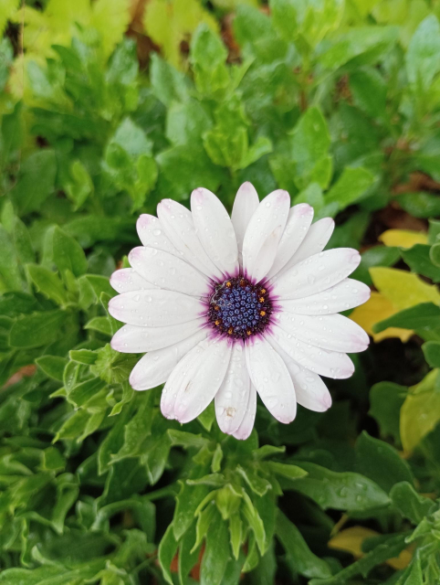 A floret consisting of many small white petals arranged in a circle. At the centre are many small purple flower stems, with a few small yellow flowers still attached. Green leaves are below the floret and it.