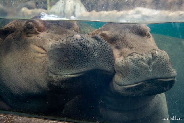 Azure Generated Description:
a seal with its mouth open (39.30% confidence)
---------------
Azure Generated Tags:
animal (99.92% confidence)
mammal (99.86% confidence)
zoo (92.27% confidence)
terrestrial animal (91.40% confidence)
outdoor (87.86% confidence)
snout (85.66% confidence)
marine mammal (85.33% confidence)
