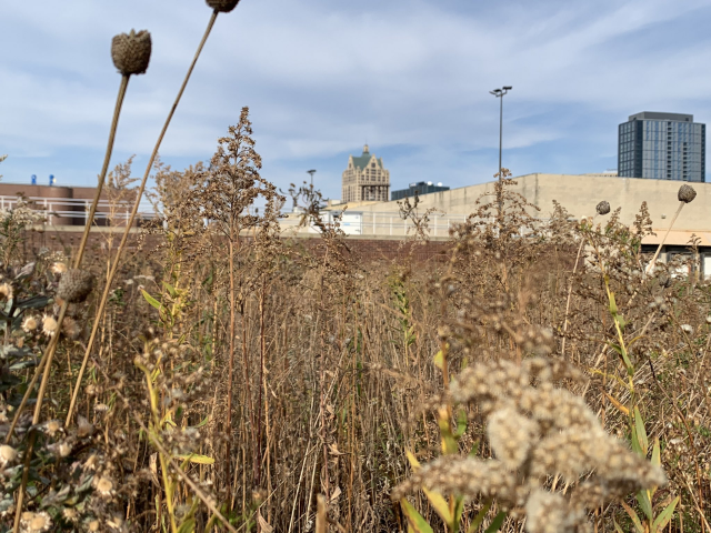 Milwaukee skyline through tall plants