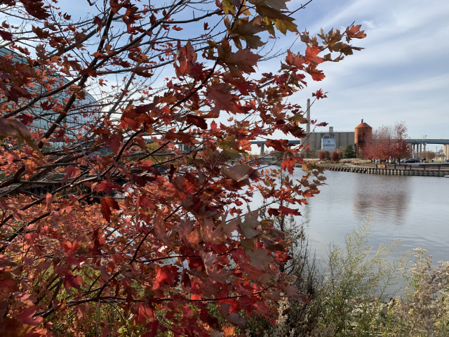 Menomonee river through red maple leaves