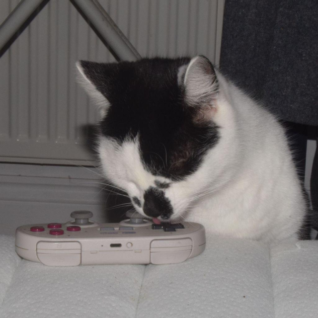 a black-and-white cat licking the d-pad of a games controller