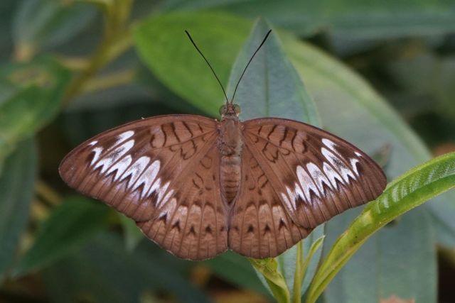 A brown butterfly resting on a leaf with wings open. A broad white broken band runs across the forewings. Other dark brown markings appear on both wings.
