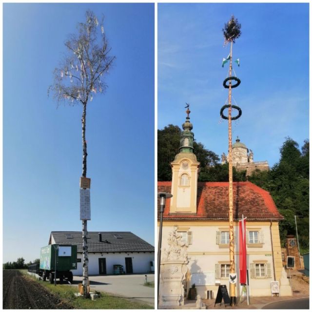 Dei Maibam (Schiach) VS Mei Maibam (magnificent)
