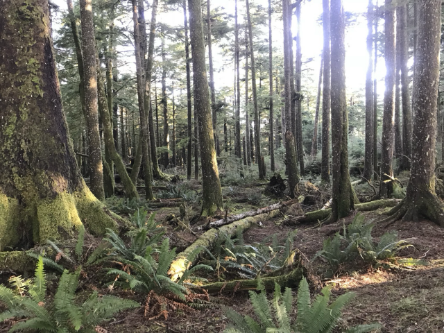 Sun shining through spruce and fir trees with ferns and windfall logs on the Oregon coast 