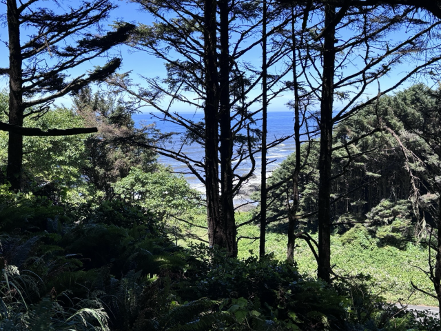 View of the Pacific Ocean through a dense coastal forest, with tall evergreen trees in the foreground and a glimpse of waves and rocky shoreline beyond. Ferns and underbrush cover the forest floor, and sunlight filters through the branches under a bright blue sky.