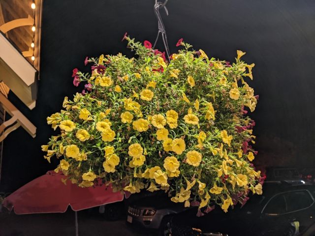Hanging basket of Yellow Calibrachoa with a few red flowers - taken at night (background is all dark, flowers are in a well light porch)