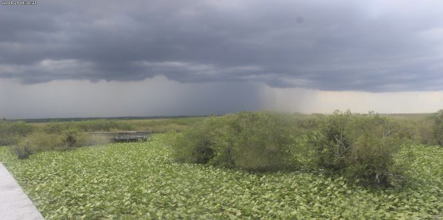 Everglades National Park today. Green and grey are the dominant colors in this image of water and sky. The grey is the sky and the layers of clouds (perhaps a thunderstorm) moving across the park. The green is the vegetation covering the water as seen from the viewpoint. Sun lights the foreground. 
