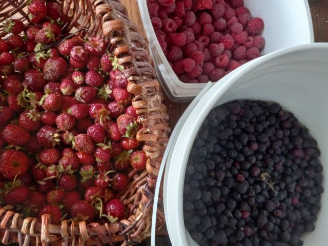 A woven willow basket full of strawberries, next to a white plastic container half full of raspberries, next to a white plastic bucket full of half full of saskatoon berries.