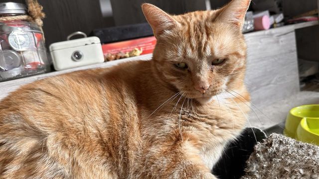 George the cat in the living room
