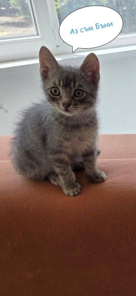 My mother is looking for a home for a few tiny kittens - vaccinated, decontaminated, social, with hygiene habits - Sofia

