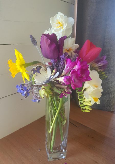 Photo of a glass vase with a colorful bunch of spring flowers, sitting on a wooden bench in front of white-painted wooden wall. There is a purple tulip and a red one, a daffodil, white double jonquils, blue borage, white daisy, and freesias – white, dark pink, and purple.