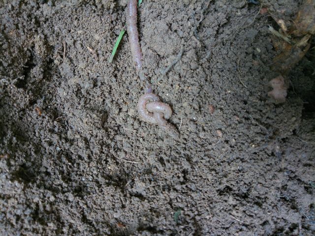 Im Erdreich liegt ein verknoteter Regenwurm.