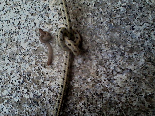 Ein Regenwurm mit doppeltem Überhanknoten liegt fürs Foto auf einem Granitstein. Er eurde nstürlich wieder ons Erdreich entlassen. Daneben liegt die in eine Reepschnur nachgeknotete Variante.