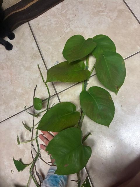 Anyone good with pothos ID? Collected this solid green cultivar from the wild in FL. I don’t think it’s Jade bc it’s p matte.