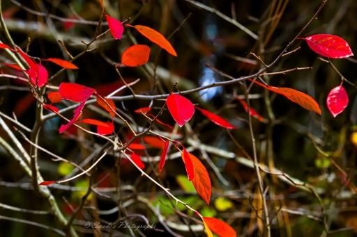 "A cluster of Black Tupelo leaves clings to slender branches, glowing with the fire of autumn. The leaves are elongated and oval, their surfaces painted in rich reds and deep oranges, some tinged with hints of fading green. They seem to shimmer against a backdrop of shadowed foliage and blurred branches, as if lit from within by the last warmth of the season.

The composition feels intimate and quiet—like a whispered farewell from the tree before winter claims its canopy. Each leaf carries the texture of transition: some smooth and pristine, others curled or speckled, bearing the marks of time. The contrast between the vivid leaves and the dark, receding background creates a sense of depth and stillness, as though the forest itself is pausing to admire its own transformation.

This isn’t just a picture of leaves—it’s a portrait of seasonal grace, a moment suspended between color and quiet." - Microsoft Copilot