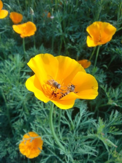 California poppy