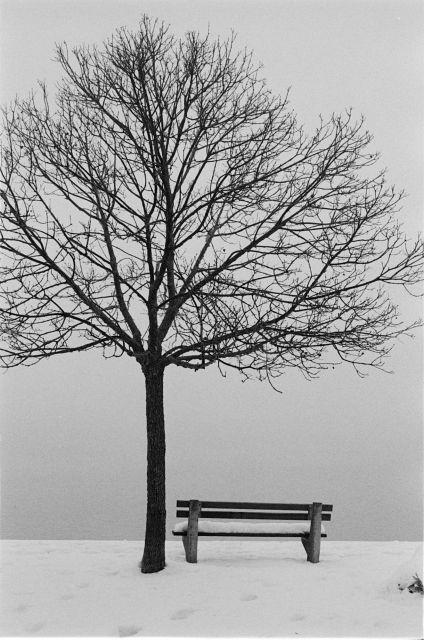 View of a Danube river enbankment one winter day with a tree and an empty bench near it