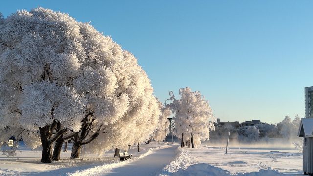 Pörröisiä pakkaspuita auringossa Tuiran rannalla