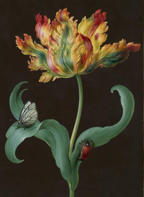 A botanical painting of a flamboyant parrot tulip, with petals with a green center, bordered by yellow, and with red edges. A butterfly lights on one leaf, while a maybeetle crawls on another. 