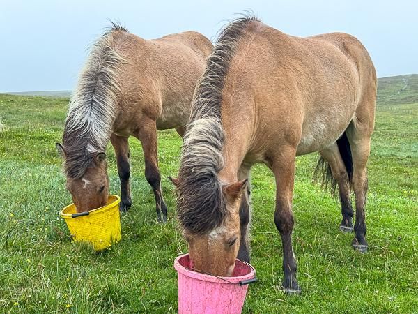 Two icelandic horses eating from buckets in a field