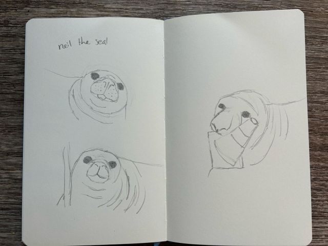 3 sketches of an elephant seal. One with a traffic cone