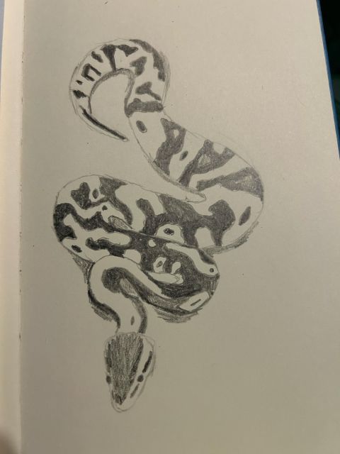 Detailed sketch of a snake