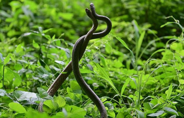 Cobras entwined.