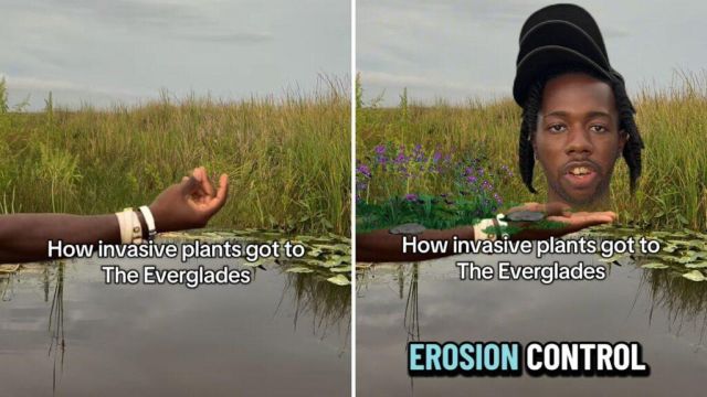 Environmental scientist explains how ornamental plants invaded Florida's Everglades