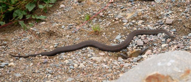 A snake, about a metre long, brown with a faint red and grey pattern. A closer look reveals two more snakes sticking their heads out of a hole in the gravel.