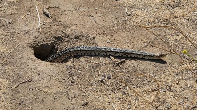 Snake with somewhat hatched skin pattern half in a squirrel hole, warming itself in the sun