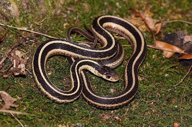 A coiled garter snake with black and tan stripes lies on mossy ground.