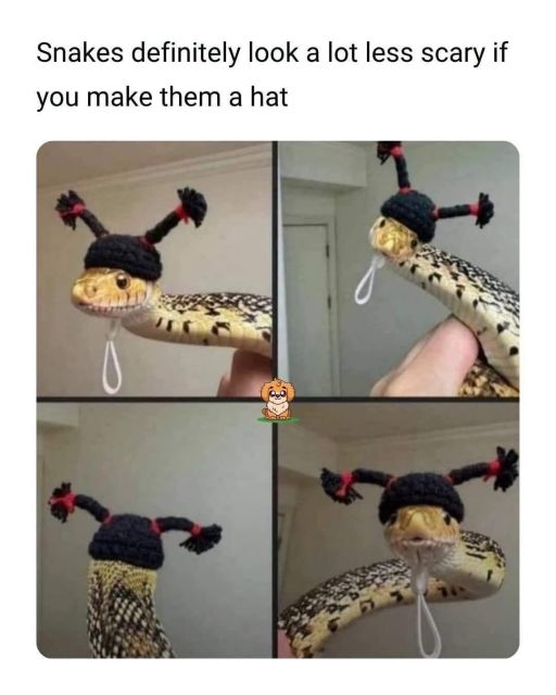 Snakes definitely look a lot less scary if you make them a hat

Images of a cute snake with a hat on