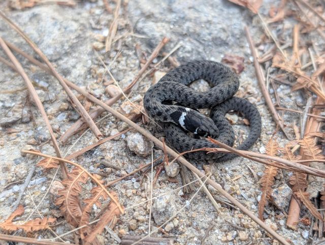 Black and grey ring snake, curled up
