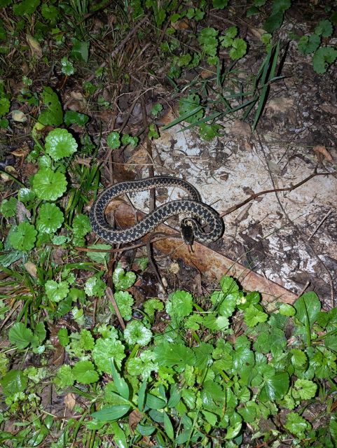 A photo of a garter snake, coiled up in a defensive position in some grass on a piece of metal.