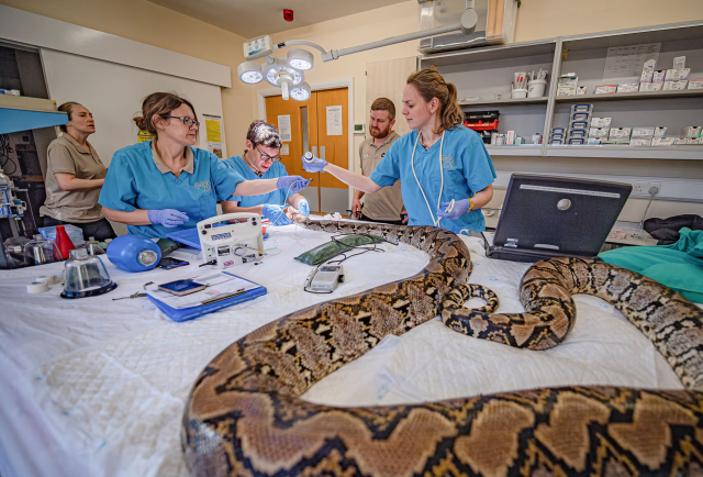 A 15ft-long python being treated for cancer.