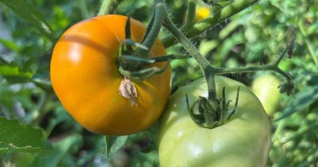 Gardening: How to help your plants survive Nebraska heatwave