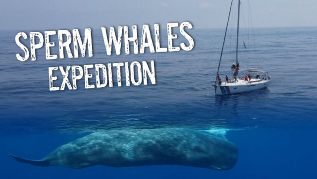Thumbnail of the video from Peertube. Its a picture of a boat in the ocean with a whale under the water, and the text on top reads "Sperm whales expedition".